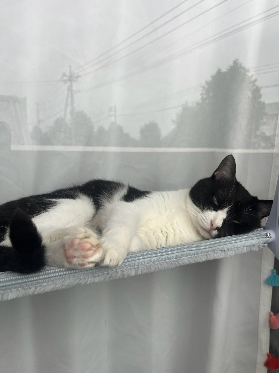 いくら お昼寝中